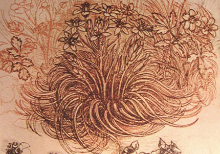 Sketch of a Plant by Leonardo.