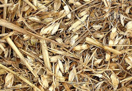 Chaff, separated from wheat
