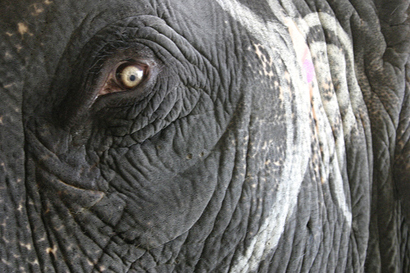 Close up of elephant's eye.