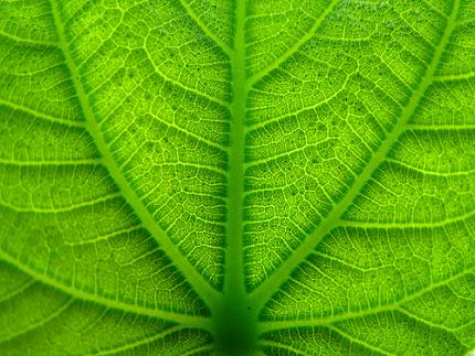 Underside of a green leaf