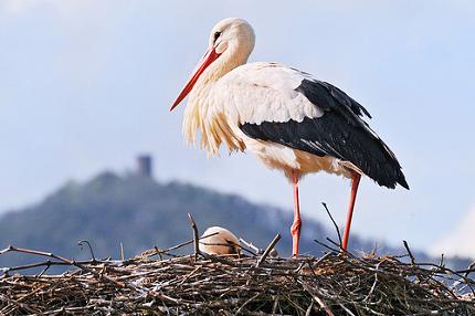 Stork feeding chicks in nest.